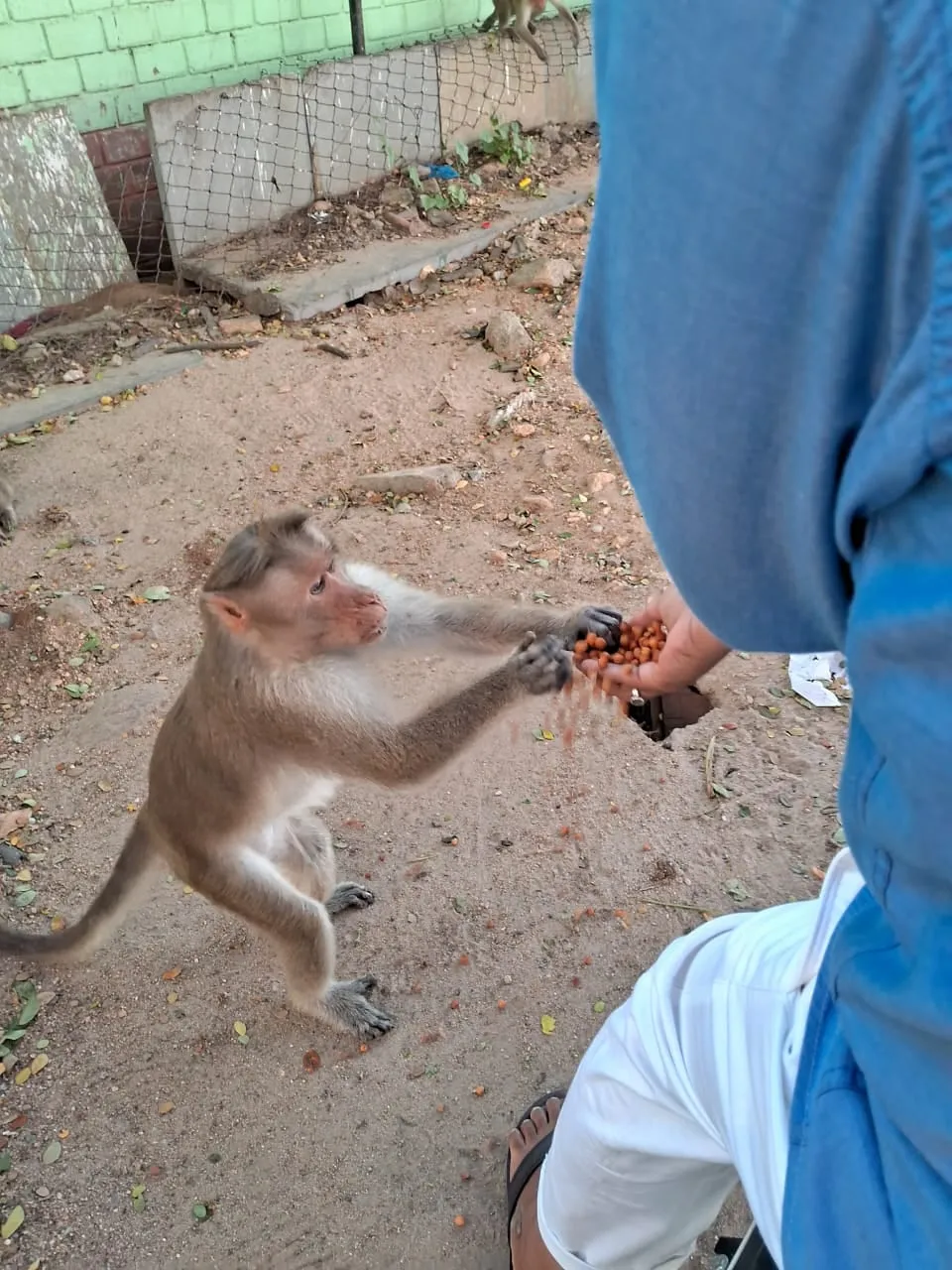 A monkey taking groundnuts from a volunteer’s hand during Vanara Seva